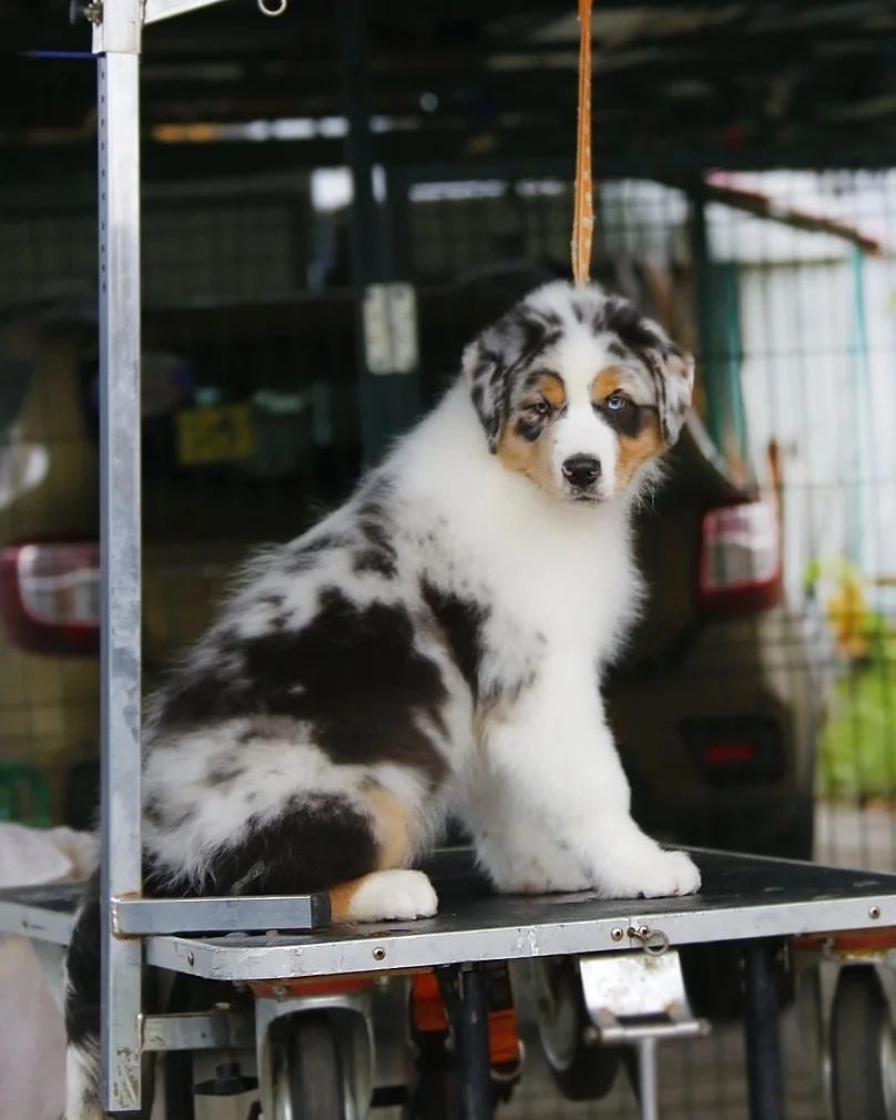 iz_doma_korolevoi_kennel в LOOKY — фото 3