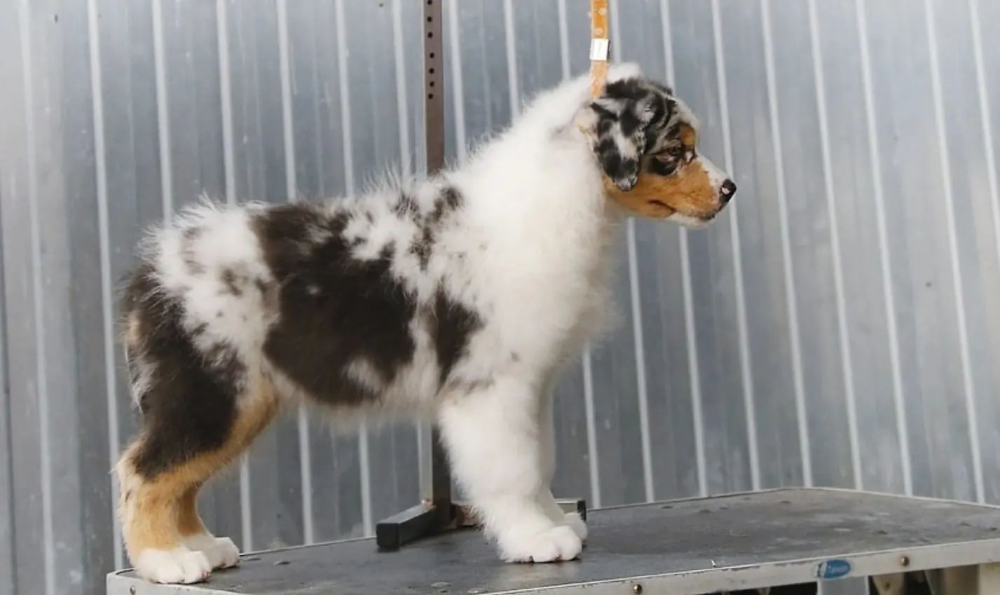 iz_doma_korolevoi_kennel в LOOKY — фото 2