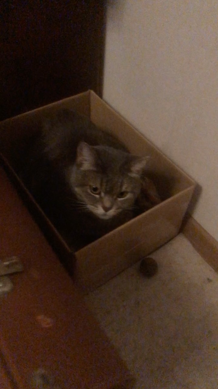 a1exfebruary в LOOKY. #cat,#russia,#funnycats,#funnyvideos,#funnycats,#reals,#reelsinstagram,#funny. #cat #russia #funnyc...