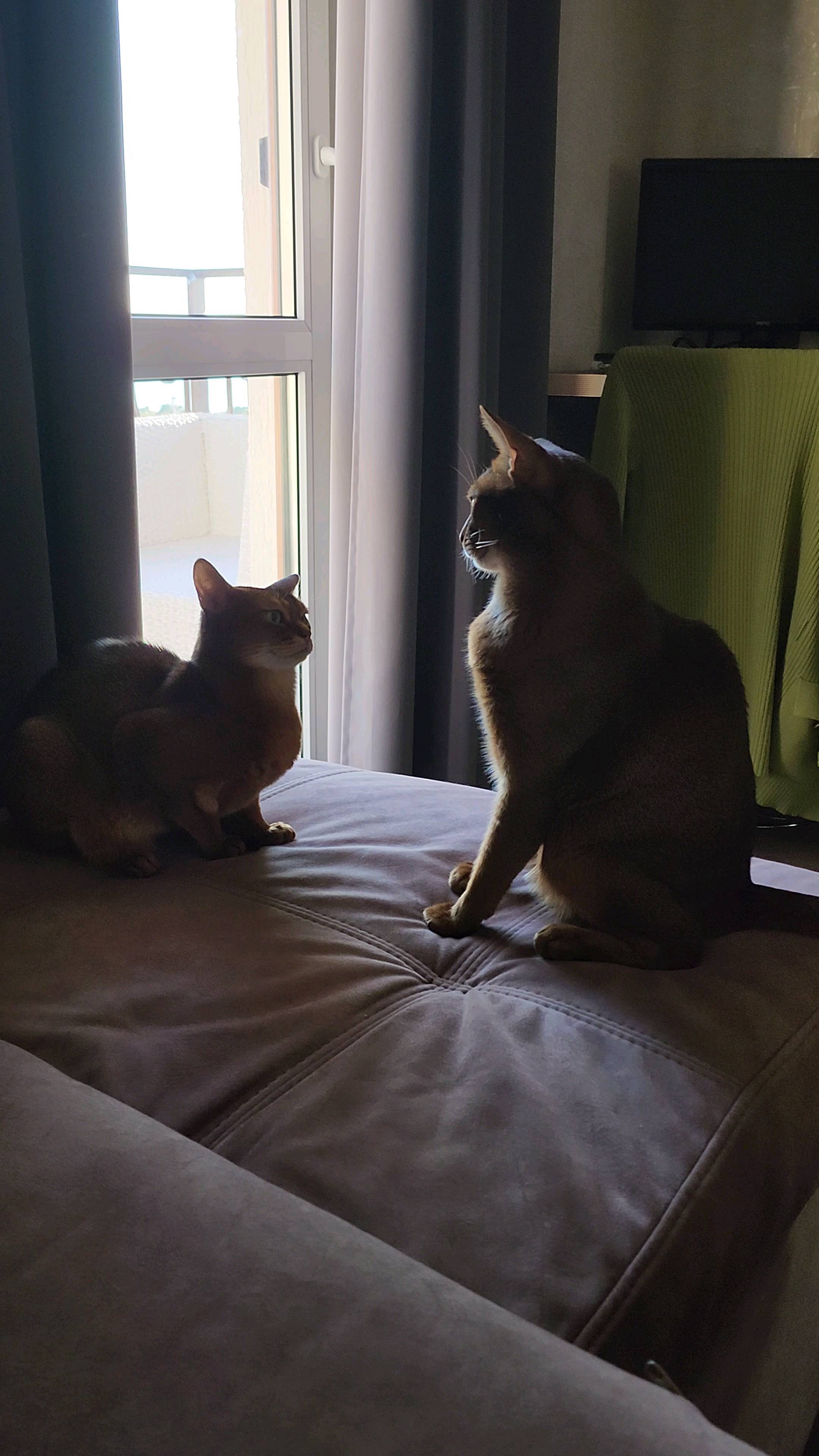 murmansvet в LOOKY. #абиссинский_кот,#кошки. #абиссинский_кот 
#к...