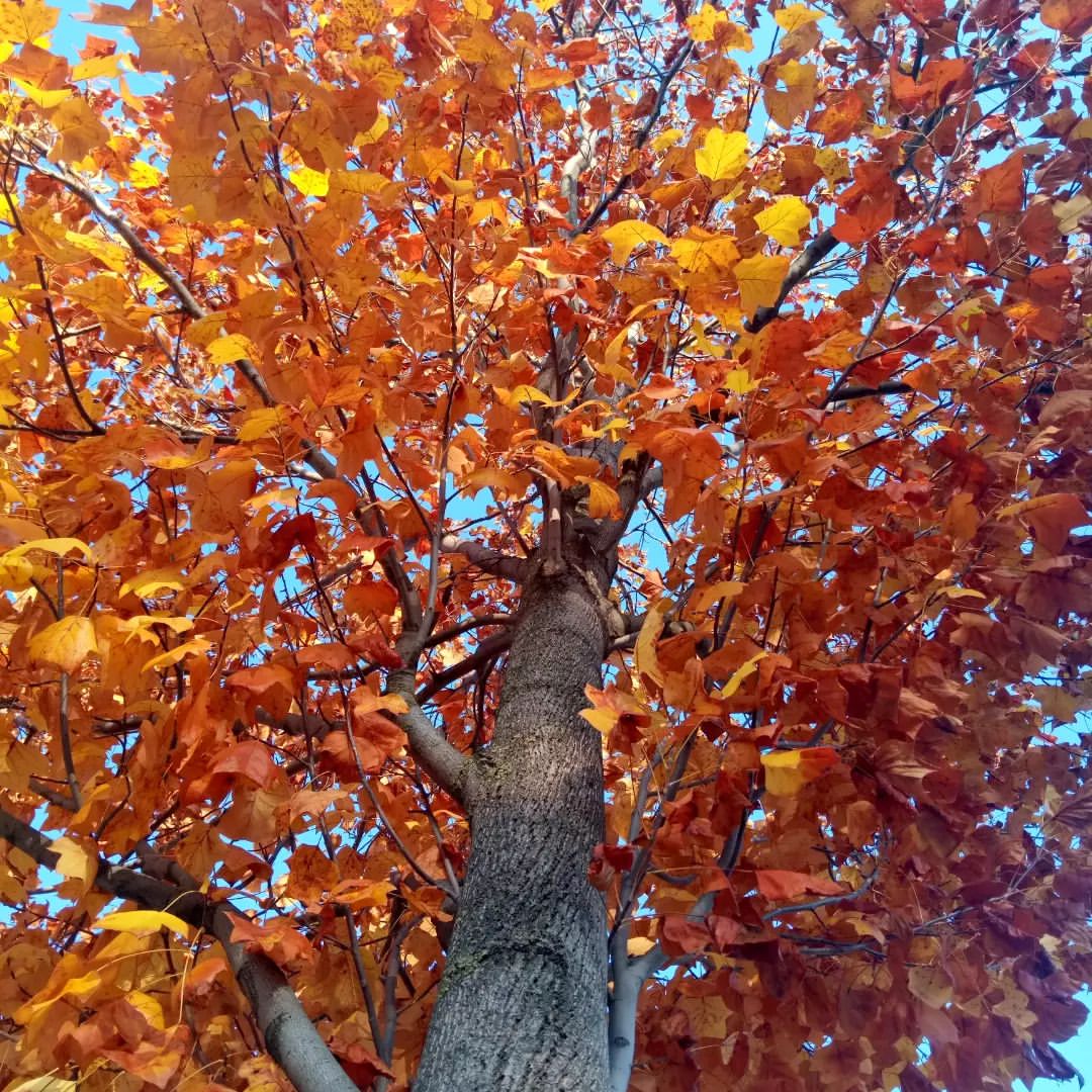 КРАСНОДАР 🍁