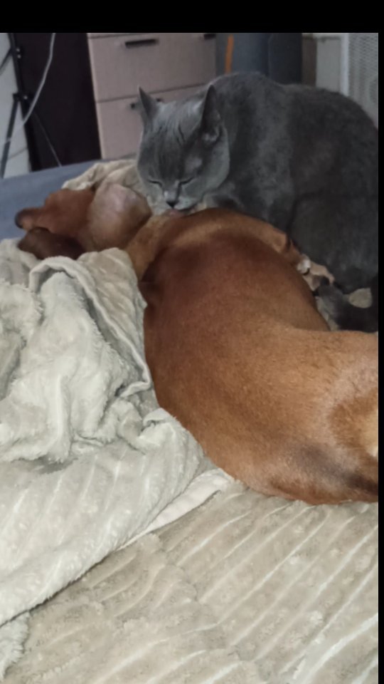 e_katerina_ga в LOOKY. #таксалучшийдруг,#такса,#таксалучшаясобака,#dachshund,#dachshunds,#dachshundlove,#dachshundsgram,#dachshundvideo. 😘😘😘 #таксалучшийд...