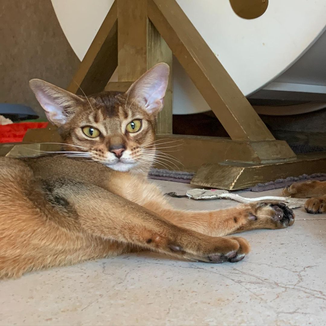 leo_minor_aby_cattery_cfa в LOOKY — фото 2