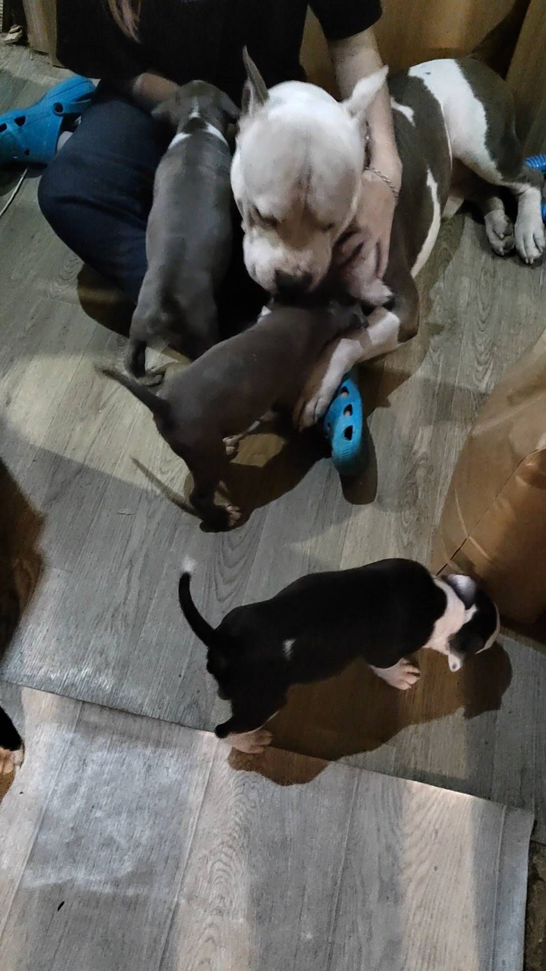 matrena_mos в LOOKY. #stafford_kennel,#amstaff52,#stafford,#lordofheartskennel,#dog,#puppy,#bluepuppy,#puppyforsale,#американскийстаффордширскийтерьер,#собакаубийца,#стаффорд,#стафф,#щенки. #stafford_kennel #am...
