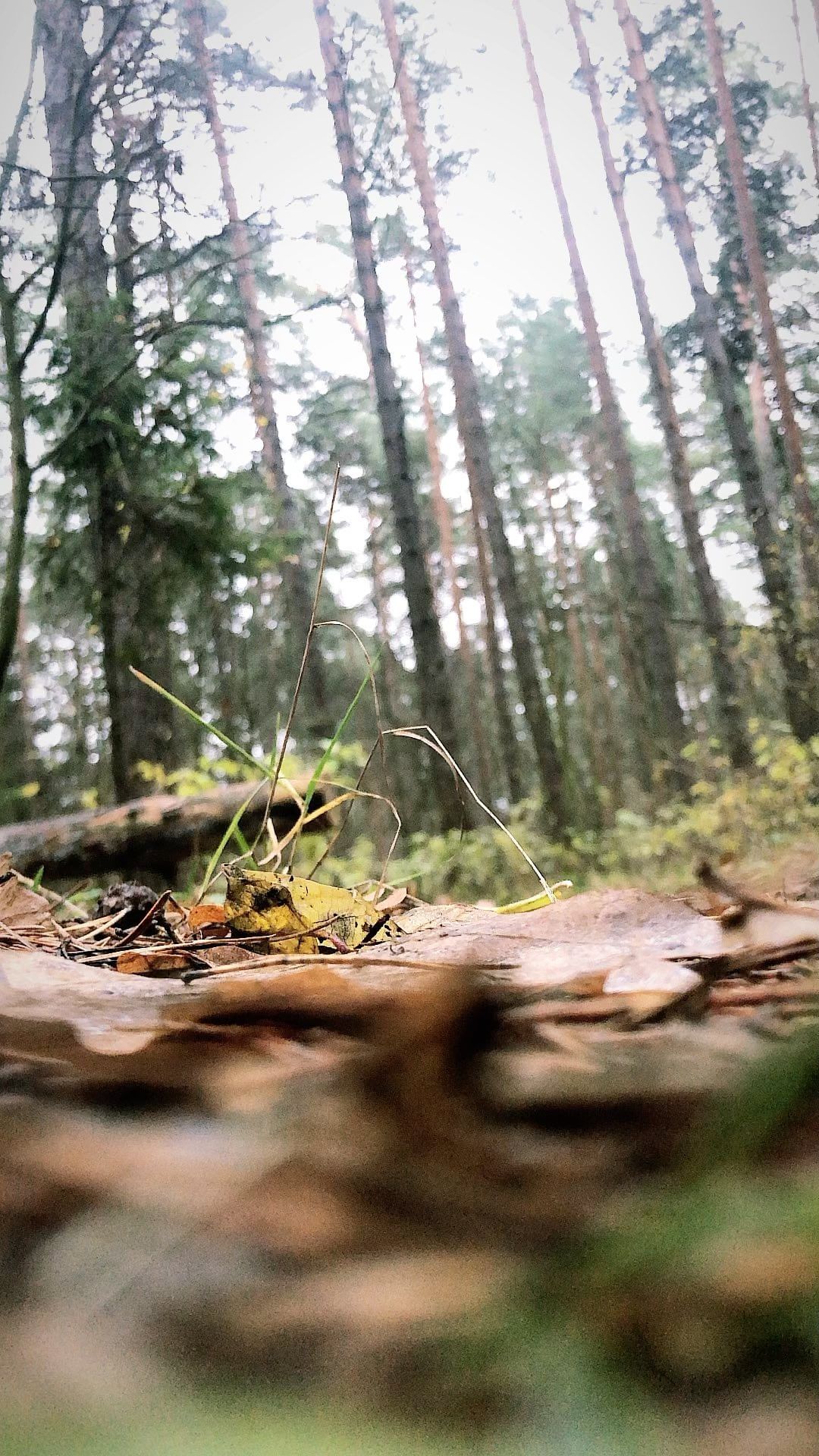 a1exfebruary в LOOKY. #forest,#forestphotography,#forestpark,#reels,#reelsvideo,#reelsrussia,#reelsinsta,#liketime,#instalike. #forest #forestphoto...
