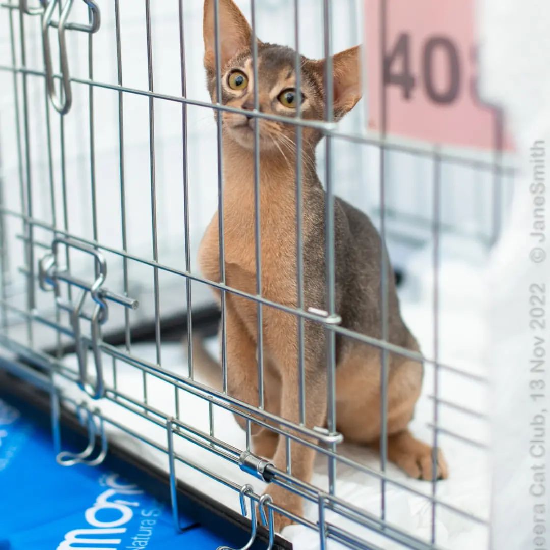 abyssinian_wildaby в LOOKY — фото 4