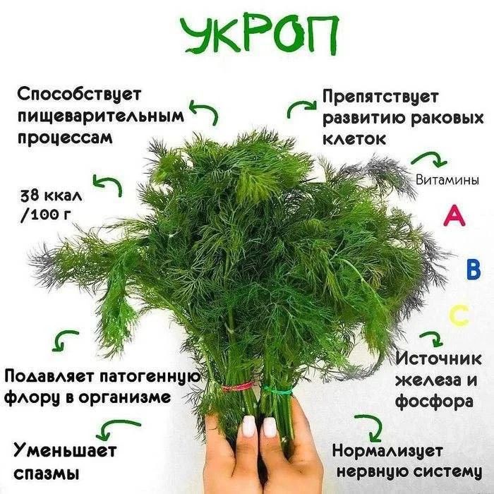 elenaschacte в LOOKY — 🌿 Вам нравится укроп?

🌿Благодаря взаимодействию магния и 