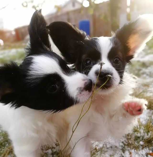 kennel_zvezda_moya в LOOKY. #щенки,#щенкипапийона,#собакабабочка,#хочусобаку,#хочумаленькуюсобаку,#люблюпапийонов,#папийонвкаждыйдом,#купитьщенкапапийона,#купитьщенка. Наши малыши "Ю" - ше...