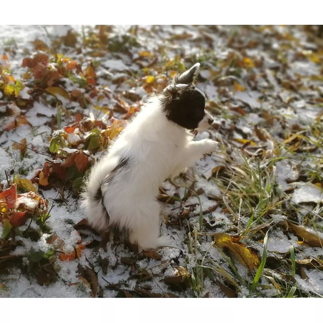 kennel_zvezda_moya в LOOKY. #щенки,#щенкипапийона,#собакабабочка,#хочусобаку,#хочумаленькуюсобаку,#люблюпапийонов,#папийонвкаждыйдом,#купитьщенкапапийона,#купитьщенка. Наша звездочка ЮЛТЕН...