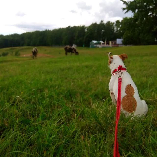 jessi_e_jackrussell в LOOKY. #джекионитакие🐕. Летний день. "Отдых ...