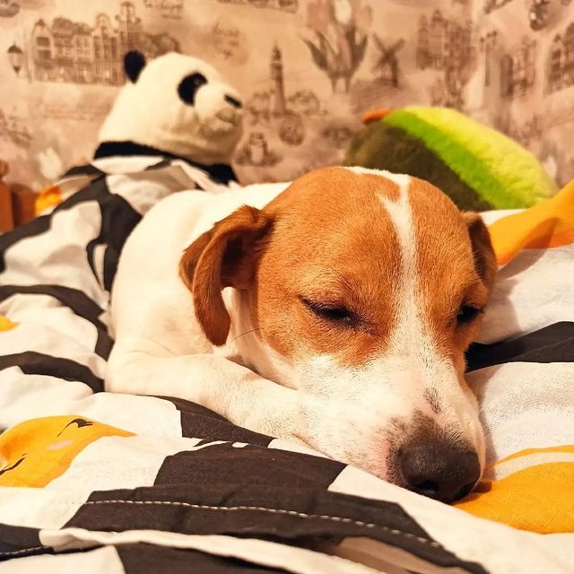 jessi_e_jackrussell в LOOKY. #джекионитакие🐕,#джекрассел. Ночь несет с собой с...