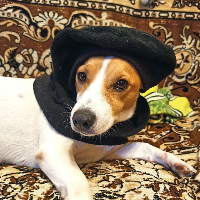 jessi_e_jackrussell в LOOKY. #джекионитакие🐕,#джекрасселтерьер. Ну как я вам? Готова...