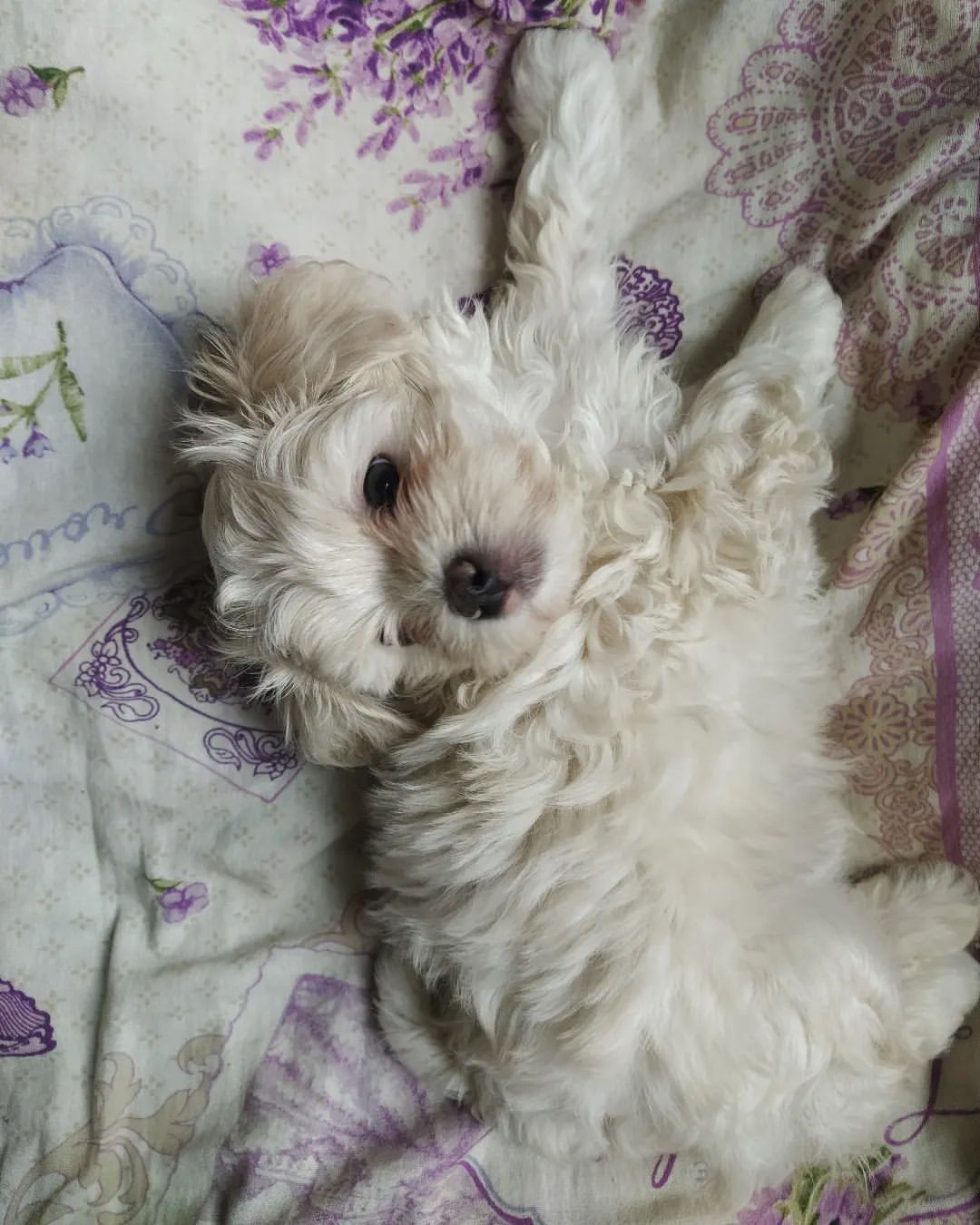 elsa.konova в LOOKY — #щенкимальтипу