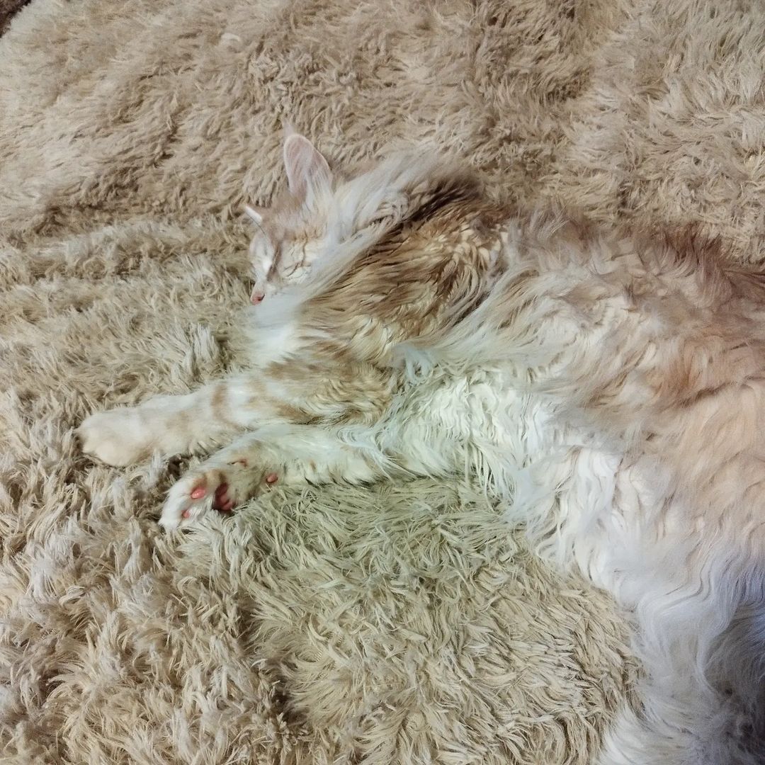 Найди котэ🙃
#котхеймдалль #сладкийсон #маскировка80лвл