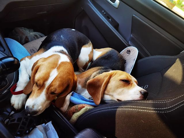 boni_beagle_askennel в LOOKY. . Когда только едешь н...