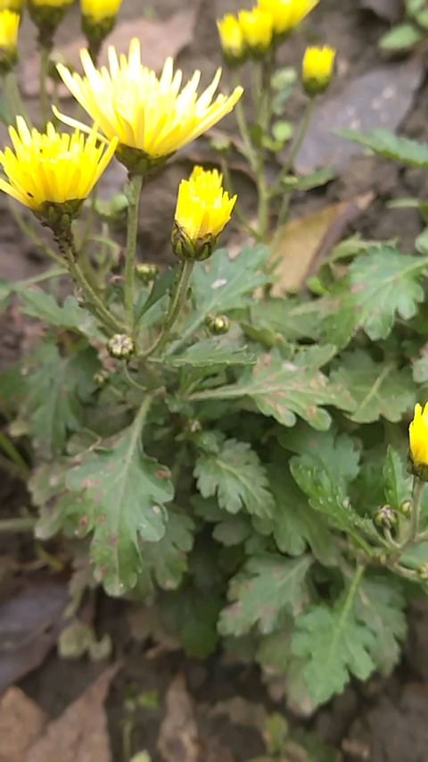 natali_multiflora в LOOKY. #хризантемамультифлора,#шаровиднаяхризантема,#краскиосени,#краснодар,#черенкипочтой. #хризантемамультифло...