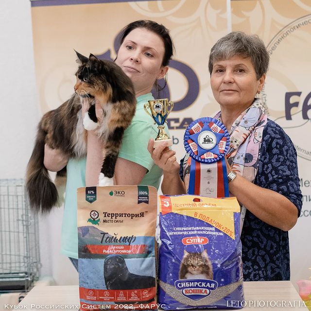 mycatgrooming в LOOKY. #грумингкошек,#грумингкошекмосква,#грумеркошекмосква,#выставочныйгрумингкошек,#шоугрумингкошек,#выставкакошек,#выставкакошекмосква,#кубокроссийскихсистем,#catgroomer,#catgrooming,#catbeauty,#showgrooming,#catshowgrooming. Полтора года хотела ...