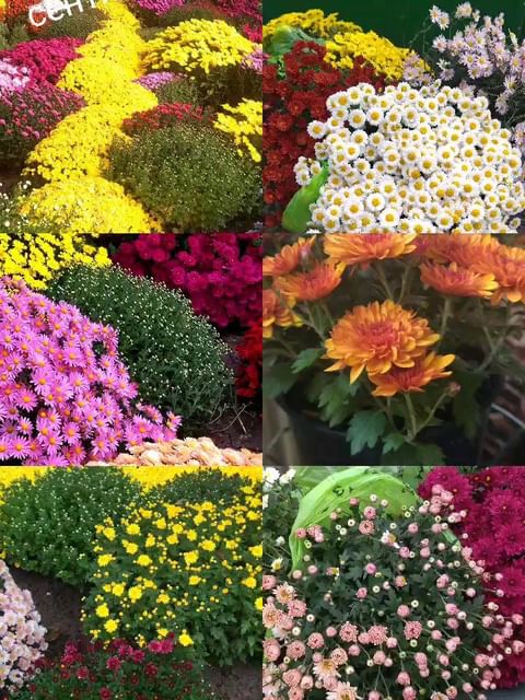 natali_multiflora в LOOKY. #хризантемамультифлора,#яркаяосень,#шаровиднаяхризантема,#краскиосени,#осеньвсаду,#калуга,#краснодарскийкрай,#садогороддача,#сибирь,#рязань,#белгород. #хризантемамультифло...