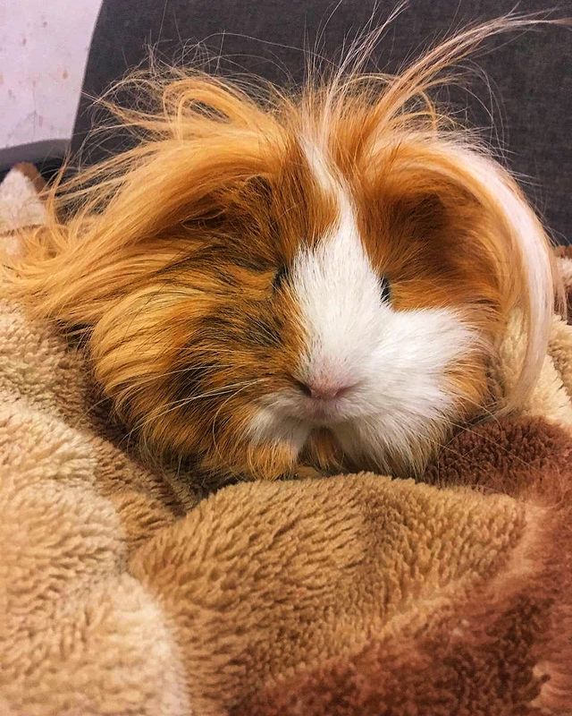 lark_bratenska в LOOKY. #морскаясвинка,#домашнийпитомец,#любимчик,#морскиесвинки,#guineapig. Любимый хрюндик #мор...
