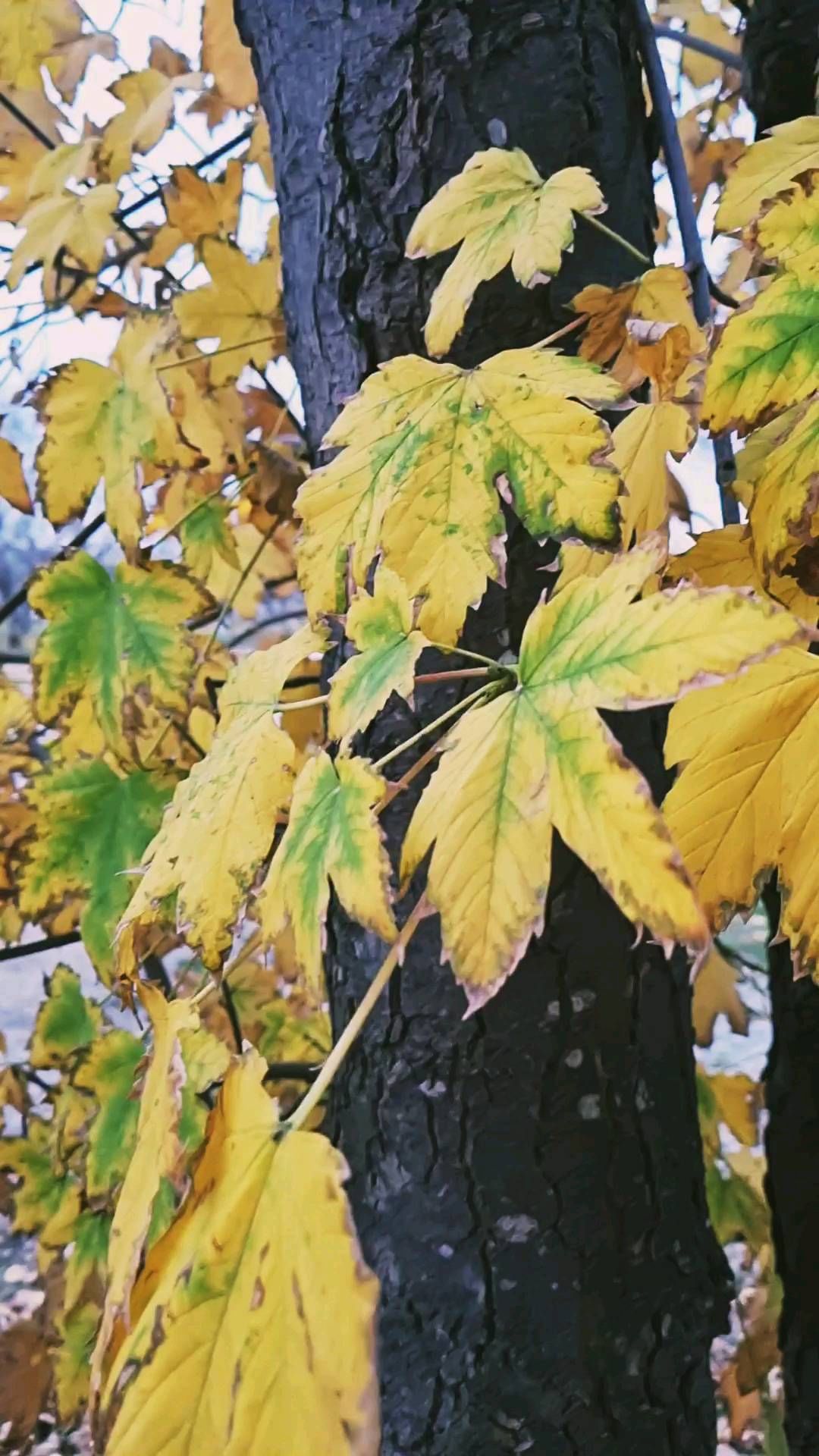 katerinakrukovska9 в LOOKY. . 🍂🍂🍂