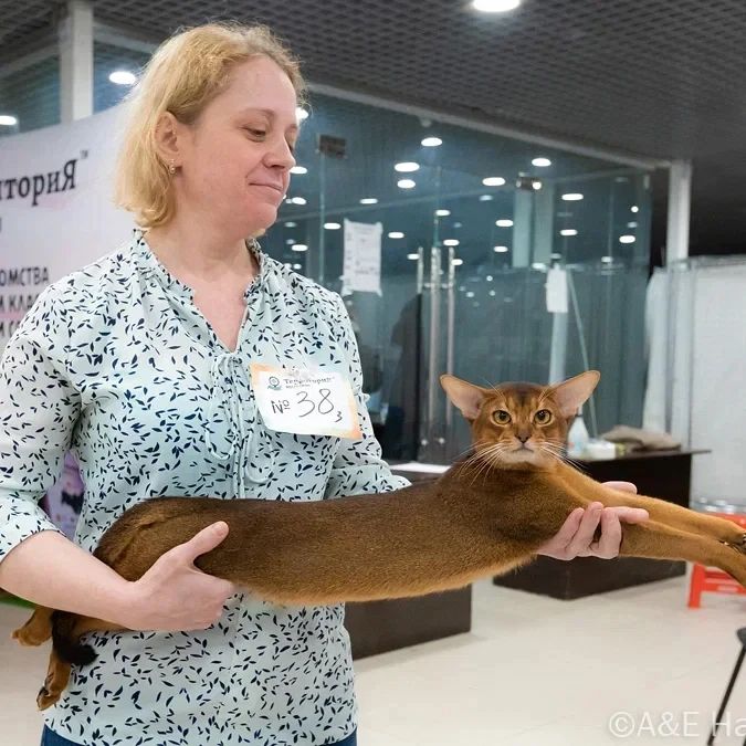 abyssinian_wildaby в LOOKY — фото 6