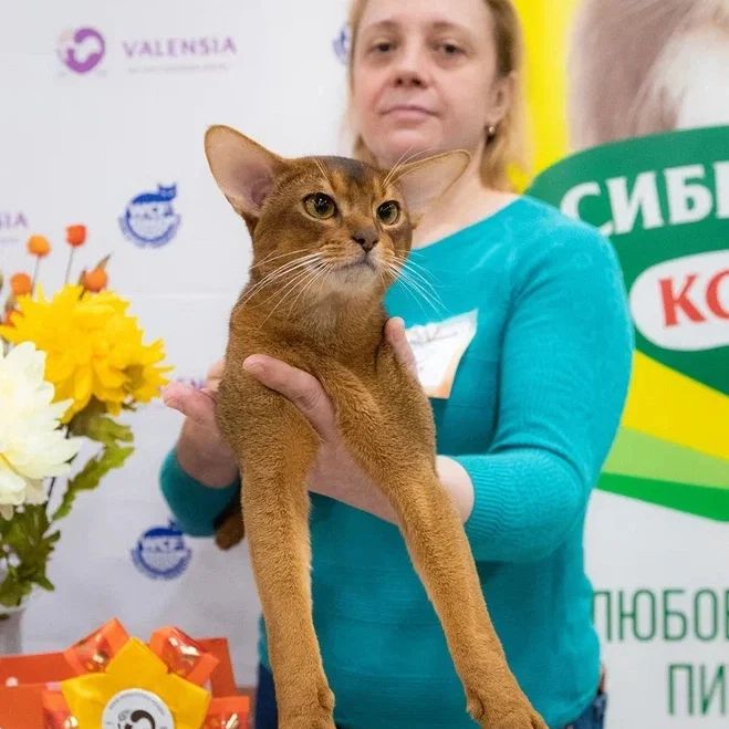 abyssinian_wildaby в LOOKY — фото 4