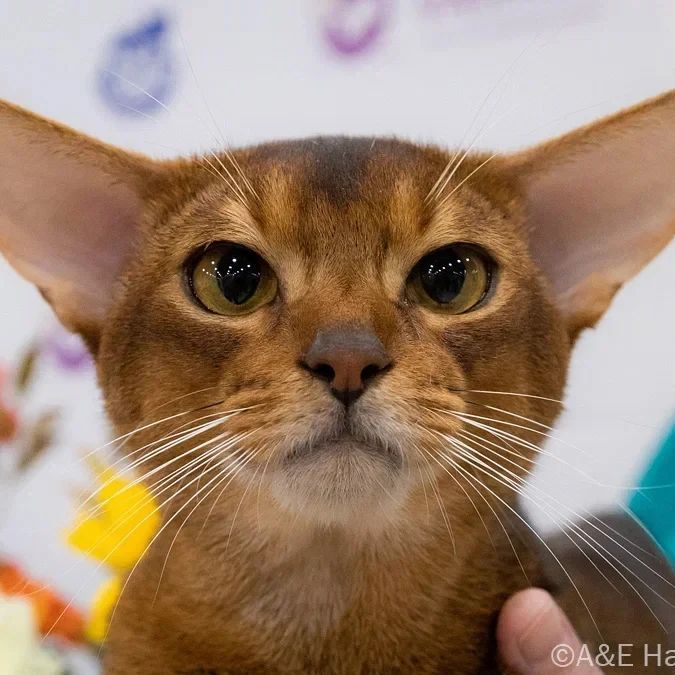 abyssinian_wildaby в LOOKY — фото 3