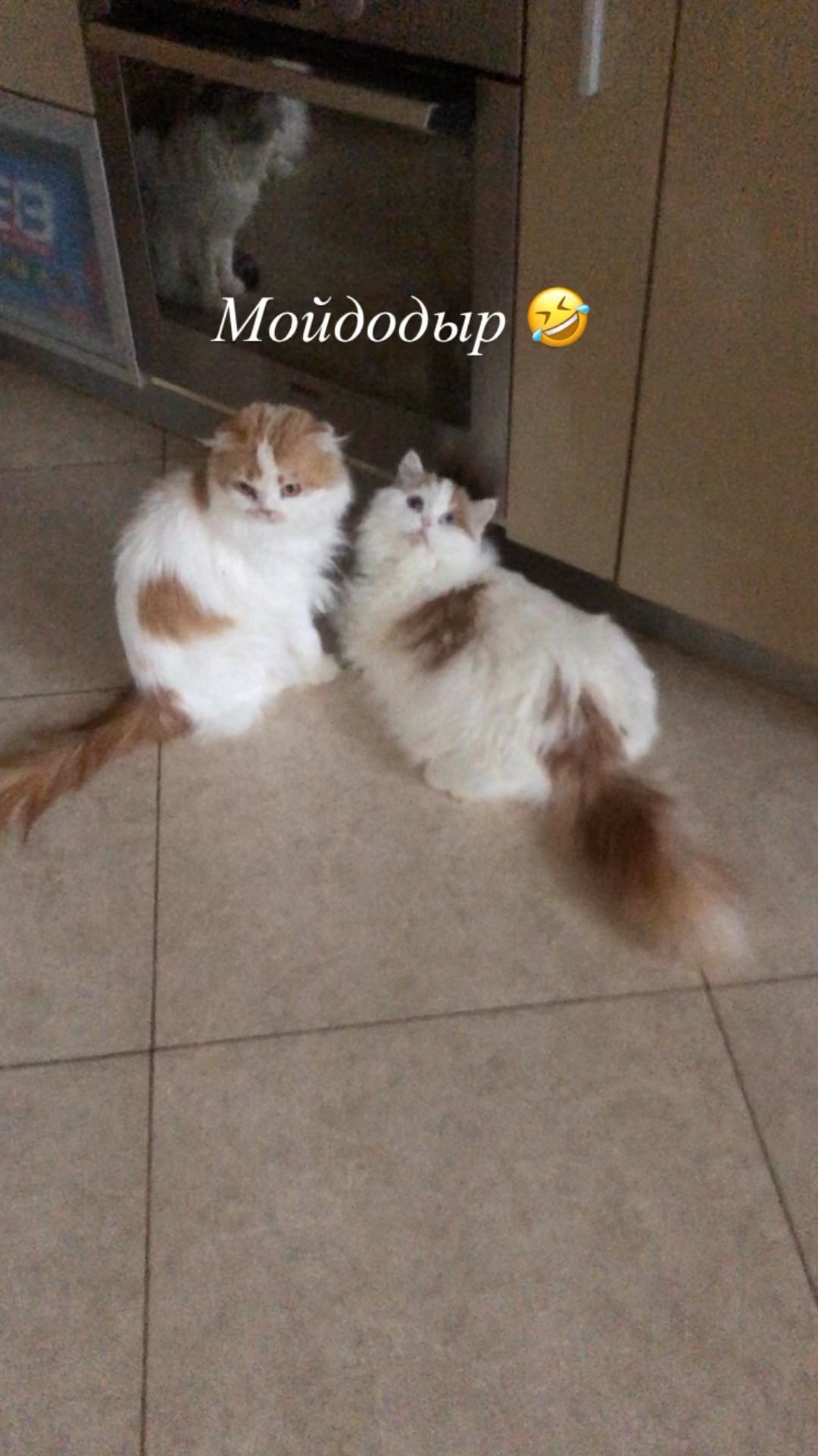 sheerfold_cattery в LOOKY. . Надо, надо умываться...