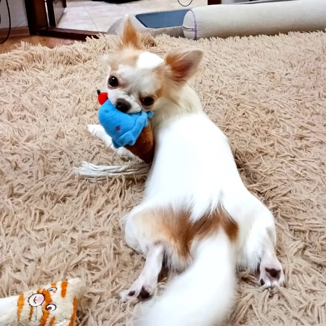 belka130685 в LOOKY. #чихуахуа,#мой_маленький_шобак,#люблюнемогу,#chihuahua. Моя шладкая булочка ...