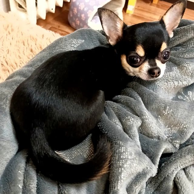 belka130685 в LOOKY. #мой_маленький_шобак,#Гайка,#чихуа,#чихуахуа,#chihuahua. Самая ласковая, умна...