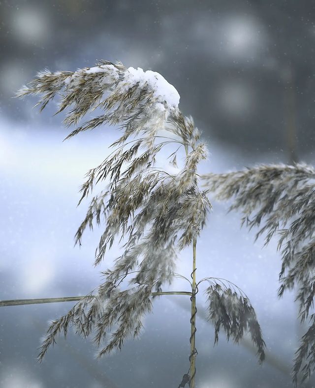 dmitriibilly в LOOKY. #winter,#beautyworld,#naturephotography,#nikonambassador,#Nikonz,#streetart. #winter #beautyworld...