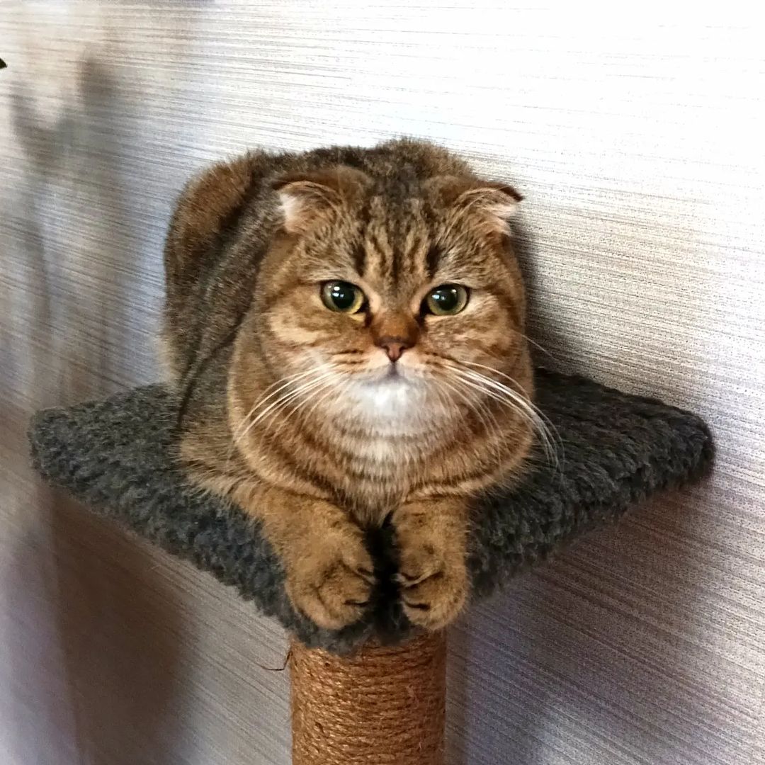 belka130685 в LOOKY — Мартышка в зимней шубе) #мартышка  #котикитакиекотики