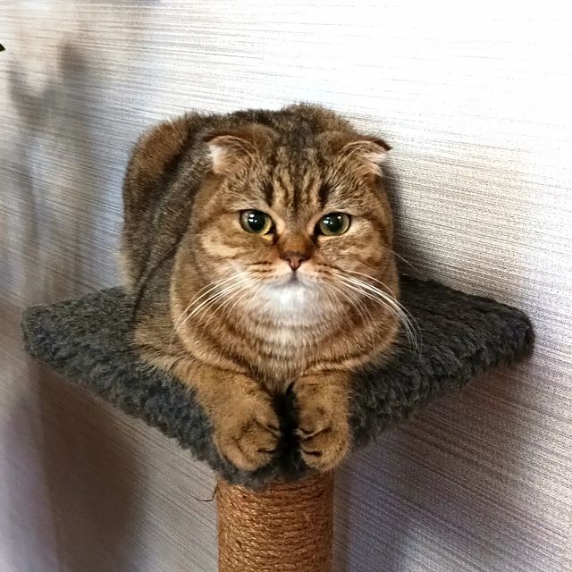belka130685 в LOOKY. #мартышка,#котикитакиекотики. Мартышка в зимней шу...