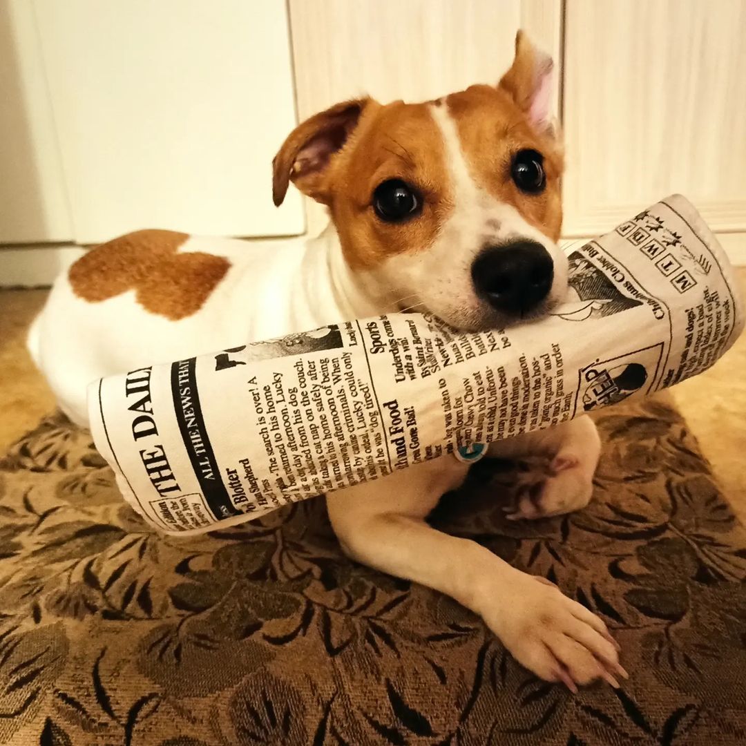 jessi_e_jackrussell в LOOKY — Так! Какие на сегодня новости у нас?! 

#джекионитакие🐕 #дж