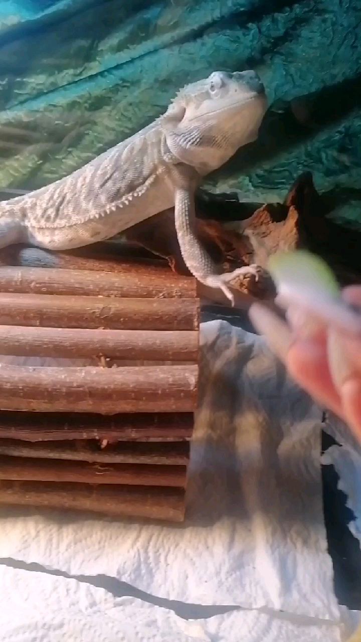 zalodinka в LOOKY. #дракон,#бородатаяагама. Дракон драконович и ...