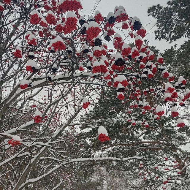 8timikmekkko в LOOKY. . 🥶