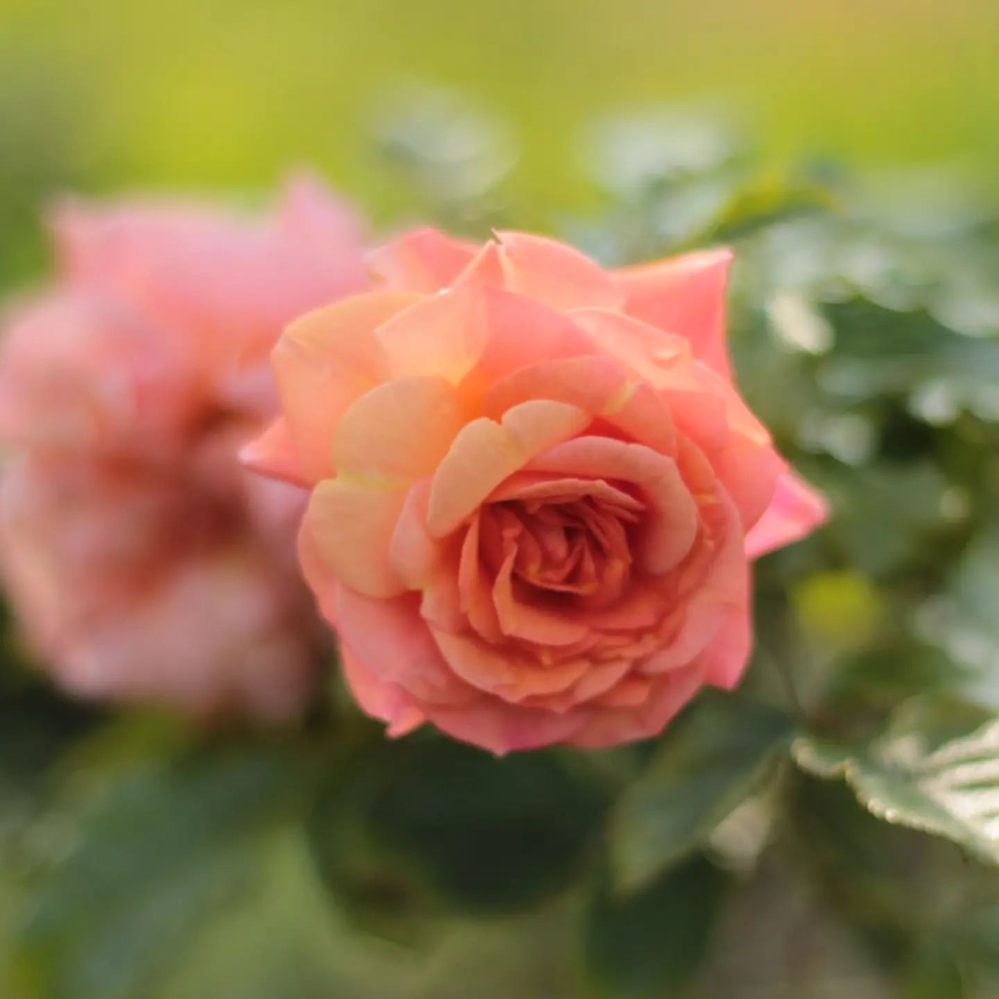 cathya__wind в LOOKY. #roses. #roses