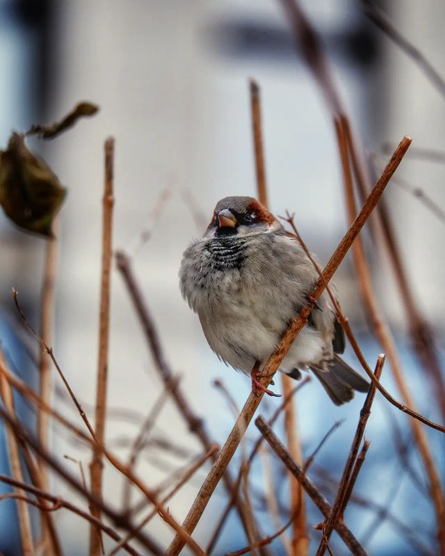 avekhorev в LOOKY. #bird,#birds,#fujifilm,#fuji,#fujixseries. #bird #birds #fujifi...