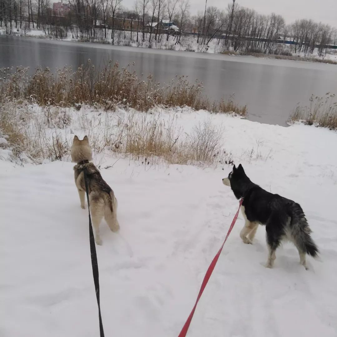 #Winter#husky#happy