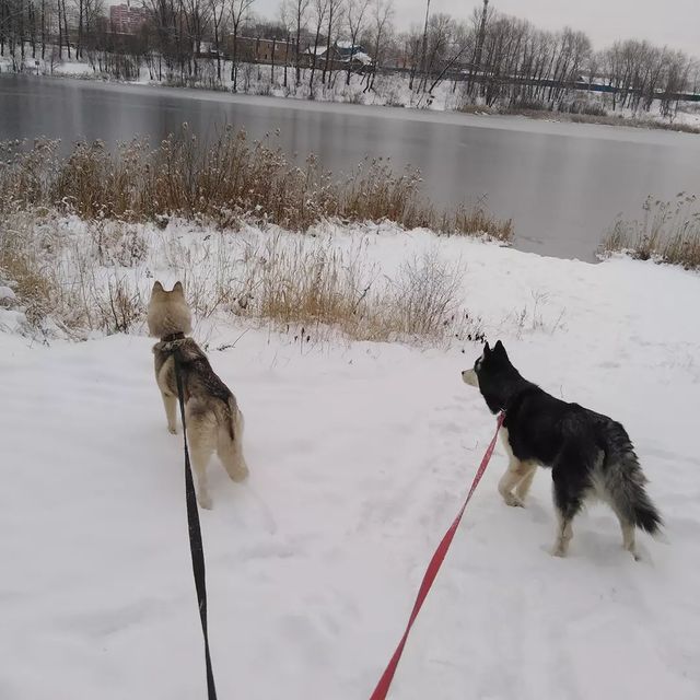konstantin_husky_official в LOOKY. #Winter#husky#happy. #Winter#husky#happy