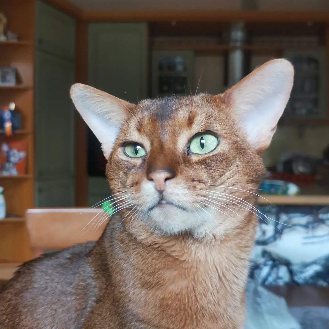 abyssinyancats в LOOKY — Красавчику вот-вот исполнится 6 лет 💚

Как быстро летит вре