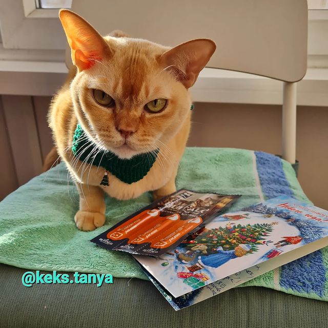keks.tanya в LOOKY. #inverno#winter#keksburma#gatti#gattirossi#cats#catslovers#catsofinstagram#burmesecat#redcat#burmesered#кексбурма#краснаябурма#рыжийкот#котблогер#котики#зима#любимыйкот#домашниепитомцы#друзья#новогодняяоткрытка#. Ну, здравствуй Зима!...