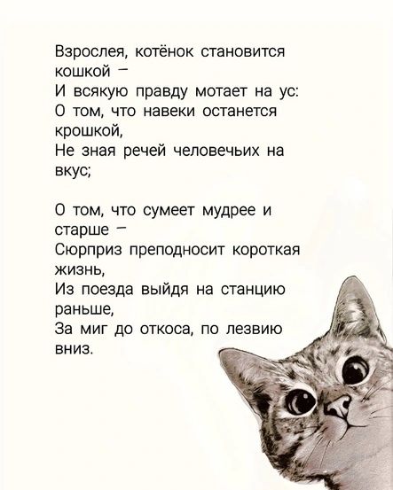 toma_poetess в LOOKY. #кошка,#стих,#стихи,#литература,#поэзия,#котенок,#мило,#стихотворение,#взросление,#поэт,#поэтесса,#жизнь,#котомысли. #кошка #стих #стихи ...