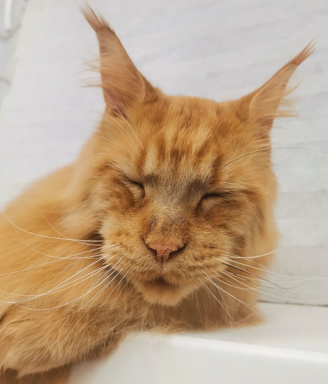 mycatgrooming in LOOKY. #мейнкун,#грумингмейнкуна,#рыжийкот,#рыжиймейнкун,#мойдень,#ялюблюсвоюработу,#пятница,#cats,#mainecoon,#mainecoonsofinstagram,#catgrooming,#redcat,#gingercat. Просто солнечную мор...