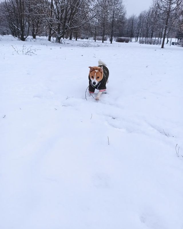 jessi_e_jackrussell в LOOKY. #джекионитакие🐕,#джекрасселтерьер. Зимнее утречко! ❄

#...