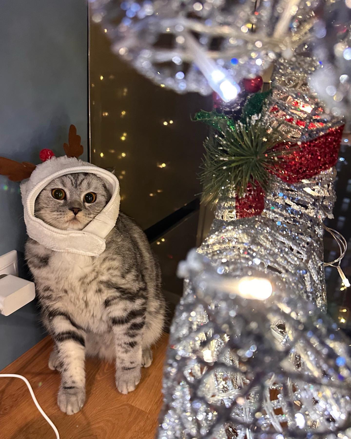 olesya___olesya в LOOKY. . null
