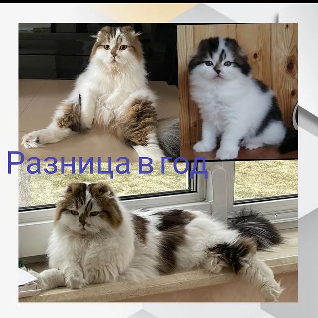anni_solas в LOOKY. . Это наш мальчик , ем...