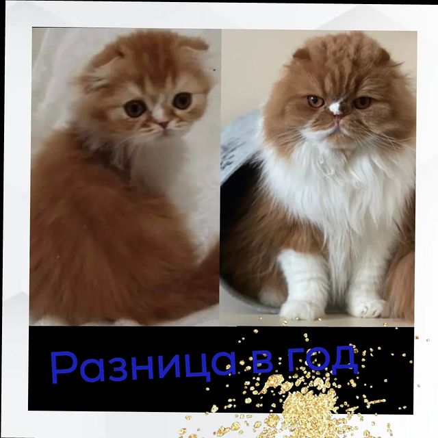 anni_solas в LOOKY. . Это фотокаллаж для т...