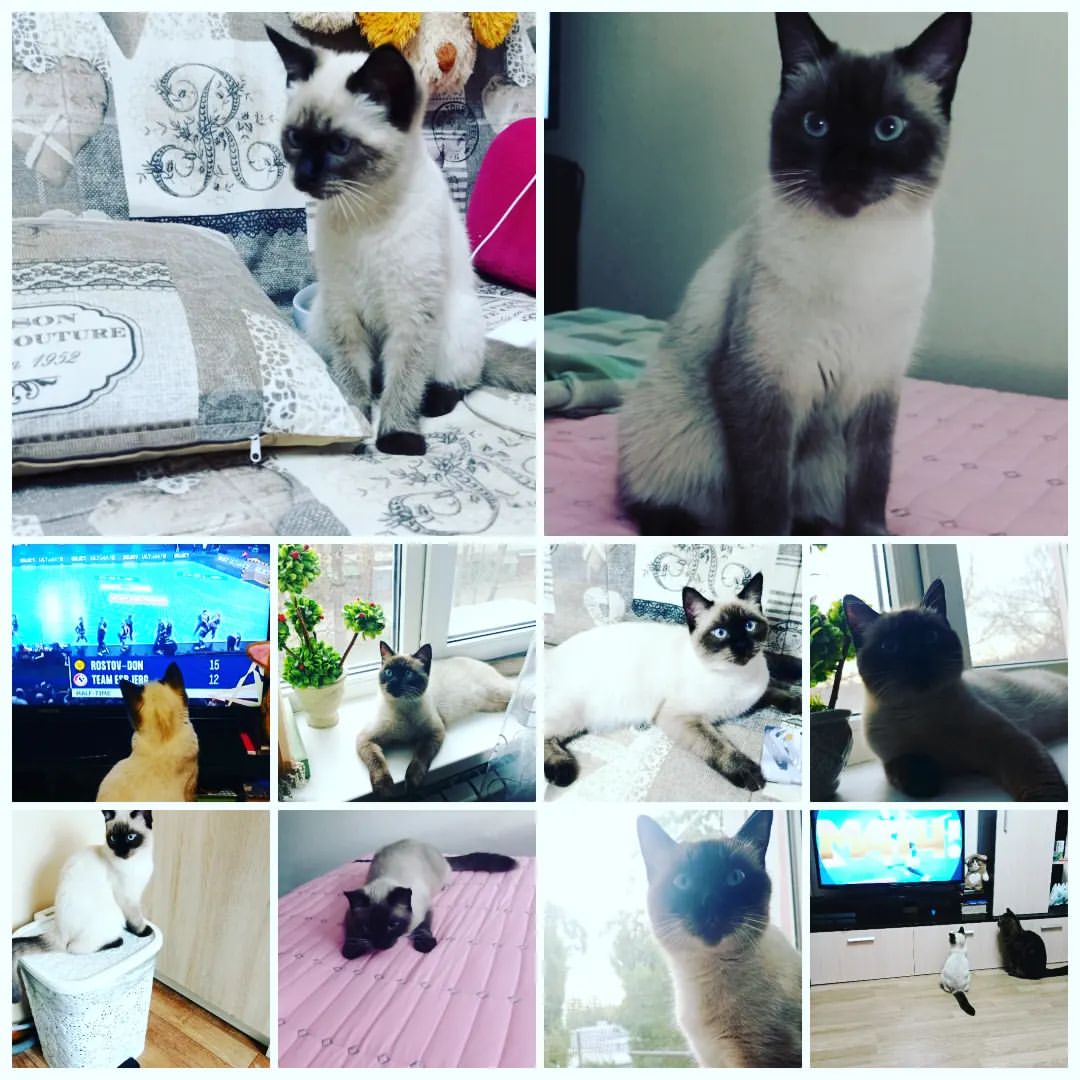 el0605ena в LOOKY — Наша кошка Мария 🐱, как она изменилась за 1 год из маленько
