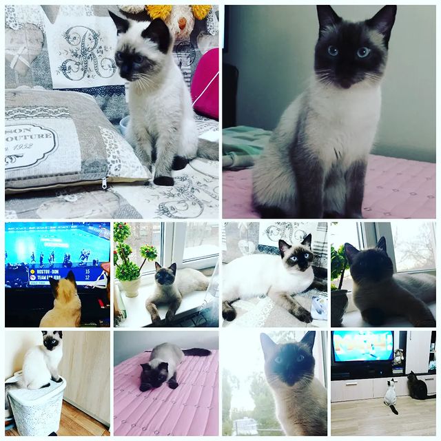 el0605ena в LOOKY. #кошкамария,#рнд,#хочулайки,#хочувтоп,#ростовнадону,#россия. Наша кошка Мария 🐱,...